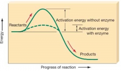 The enzyme lowers activation energy for a chemical reaction. 