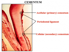 acellular: cervical 1/3
cellular: apical 1/3 in the interradicular region of premolar and molar teeth


acellular: slow
cellular: fast