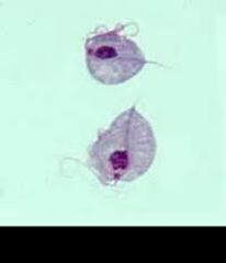 species and common name 
what animals(s) does this protozoan infect