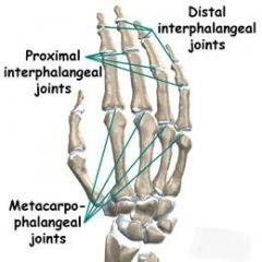 Radiocarpal joint - between radius and carpal


 


RadioUlnar joint - between radius and ulna