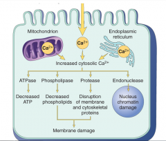 phospholipases also induce inflammation

also increases apoptosis from activating caspases and increasing mitochondria membrane permeability