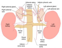 - Retroperitoneum
- Above or medial to the upper poles of the kidneys