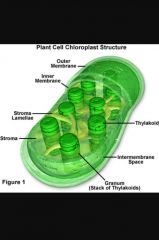 Chloroplast