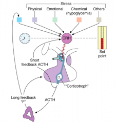 - CRH from the hypothalamus stimulates ACTH in a pulsatile manner
- ACTH stimulates the adrenal steroids