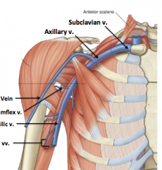 o AXILLARY V. drains the shoulder, arm, forearm and hand 

o SUBCLAVIAN V. – the continuation of the axillary v. also receives drainage of the

					scapular region.