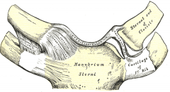 - articular cartilaginous disc- sternoclavicular ligament- costoclavicular ligament- interclavicular ligament