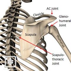 - not a "true joint"- movements that occur here are: elevation/depression, protraction/retraction, upward/downward rotation- motion here produces motion at other shoulder joints & vice versa
