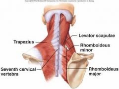 Levator scapulae, Rhomboid minor & major are scapula stabilizers