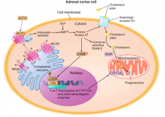 Initiates the ACTH-stimulated cholesterol import from the outer to the inner mitochondrial membrane