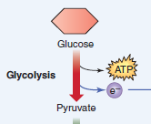 Catabolic pathway where glucose is broken down to puruvate and results in a net prouction of 2 ATP molecules. Occurs in the cytosol of the cell.