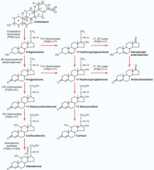 1. Cholesterol → Pregnenolone by Side Chain Cleavage Enzyme
2. Pregnenolone → Progesterone by 3β-Hydroxysteroid Dehydrogenase (3-βHSD2)
3. Progesterone → 17-Hydroxyprogesterone by 17-Hydroxylase
4. 17-Hydroxyprogesterone → 11-Deoxycor...