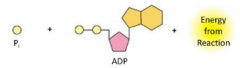 A phosphate group from a substrate is directly added to ADP to make ATP, as opposed to oxidative phosphorylation.