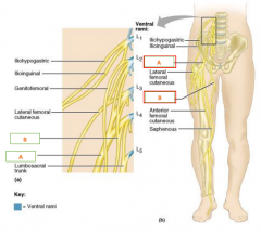 Name the nerves of the lumbar plexus