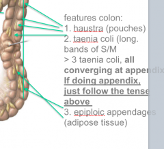 > Haustrations (POUCHES)
>Taenia coli (Long bands S/M)
= All 3 taenia coli converging at appendix
> Epiploic appendages (adipose tissue) 

