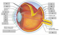 Label the parts of the eyeball for letters A - R.