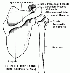 Know:
-Greater Tuberosity of the Humerus                 -Corocoid Process
-Acromion Process
-Glenohumeral Joint