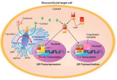 Cortisol interacts with the intracellular Glucocorticoid Receptor (GR)
