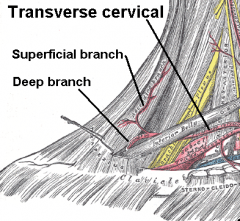 Transverse cervical artery and vein, that are coursing under the anterior border of the trapezius muscle, and not intertwined in the branches of the brachial plexus