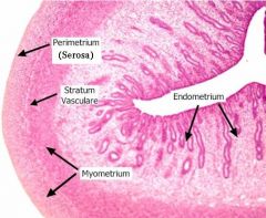 What are the main features of the myometrium of the uterus?