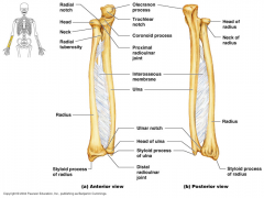 Name The Bones & Their Structures