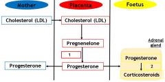 What is denoted by label 1 on this diagram of progesterone synthesis during pregnancy?