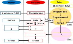 What is denoted by label 1 on this image of oestrogen synthesis during pregnancy?