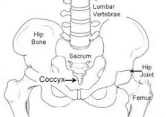 -Coccyx
-Sacrum
-Lumbar Vertebrae