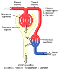 Excretion = Filtration - Reabsorption + Secretion