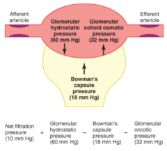 - Glomerular hydrostatic pressure promotes filtration
- Glomerular colloid osmotic pressure opposes filtration
- Bowman's capsule pressure opposes filtration
