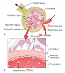 - Capillary wall (w/ 700 Å fenestrations)
- Basement membrane
- Podocytes (w/ processes and slit pores - 40x140 Å)