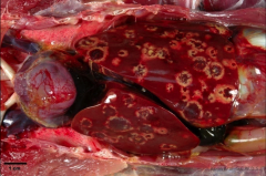 Pathology
- pathoneumonic liver abscesses (target lesions)
- caseous necrosis in cecum (this happens before liver abscesses)

Clinical signs
- sulfur yellow diarrhea
- depression
- fever
- death within four days of 