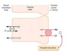 Early Distal Tubule - acts by inhibiting Na+/Cl- co-transporter