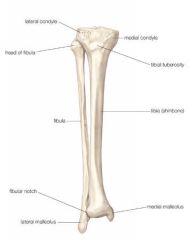 Name the Bones & their structures
