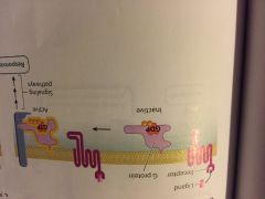 what type of cell-surface receptor is this? ( flip the picture)