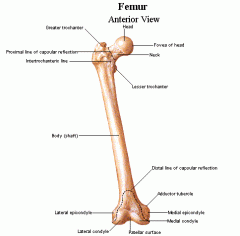 Name the Bone & its Structures