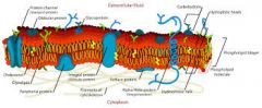 a model for the cell membrane, and a bendy structure