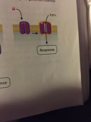 what type of cell-surface receptor is this?