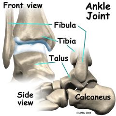 Ankle Joint
-Talus
-Calcaneus