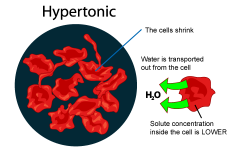 In cells, a solution in which the concentration of dissolved materials is higher in the solution surrounding the cell than the concentration inside the cell, which will shrink as water leaves the cell by osmosis 