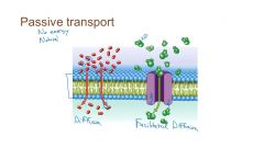 Diffusion of a solute through a channel or carrier protein that spans the lipid bilayer of a cell membrane.
*No energy required
Protein passively allows solute to follow gradient
