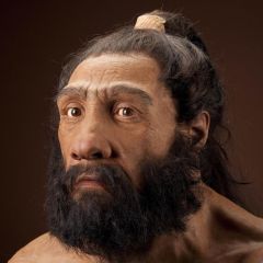 homo neandertalensis 