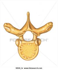 Which Vertebrae is this? 
Why?