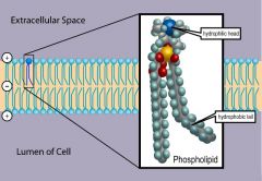 Membrane lipid having an organic section attached to a phosphate group; plasma membranes are formed of a bilayer of phospholipids with embedded proteins.