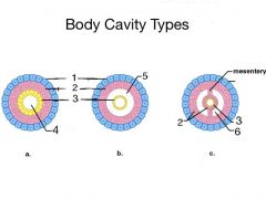 Define the body cavity types a, b and c.