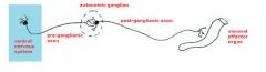** note that only the preganglion neuron is mylenated, the postganlion neuron isn’t