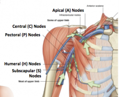 Lower Axillary Nodes: lateral and deep to pectoralis minor 
- Pectoral Nodes (P)
- Subscapular Nodes (S)
- Humeral Nodes (H)
- Central Nodes (C)
-------------------------------------------------------------------

 o Upper Axillary Nodes 
- Api...