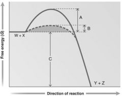 Use the figure above for the following question(s).

This portion of the graph shows the activation energy when there is no enzyme.
Correct!