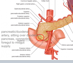 Branch of the common hepatic artery 
Supplies pancreas and duodenum
Sitting over duodenum, pancreas
Connecting foregut to midgut supply 
