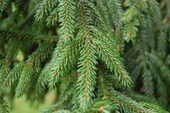 Picea orientalis- 
SHORT NEEDLES!!
-Looks like plastic
