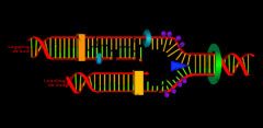 - DNA replication in ___ phase results in duplicated chromosomes